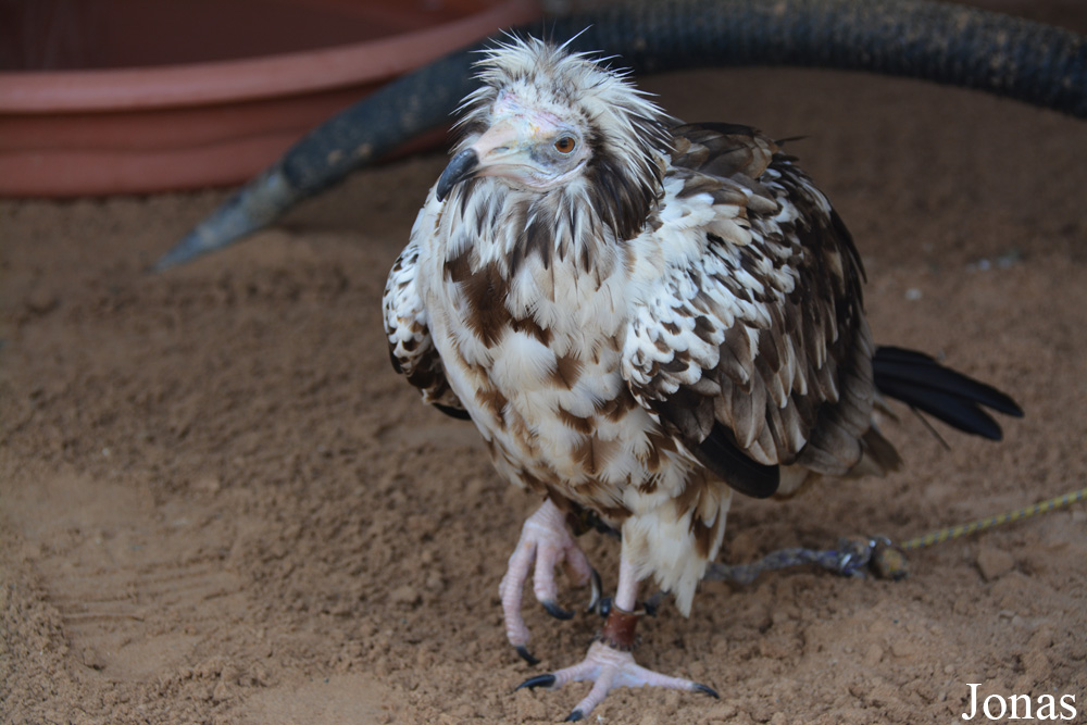 Neophron percnopterus