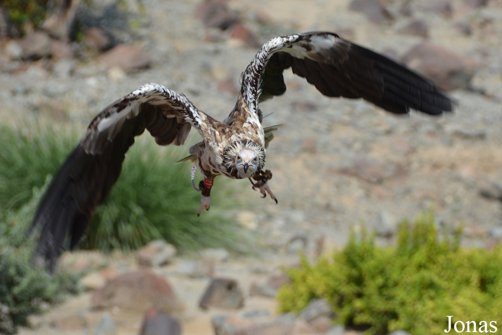 Neophron percnopterus