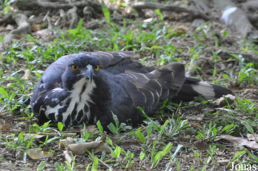 Nisaetus alboniger