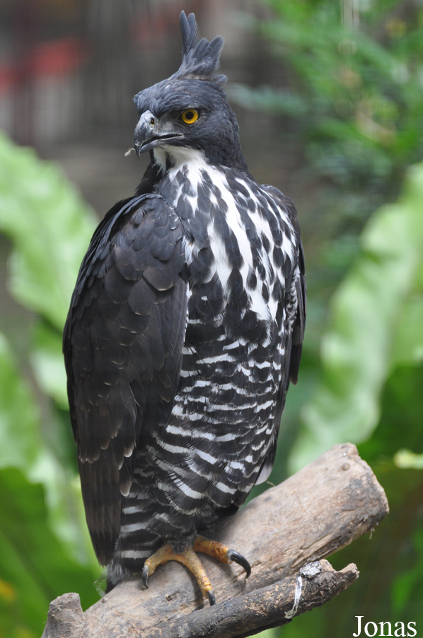 Nisaetus alboniger