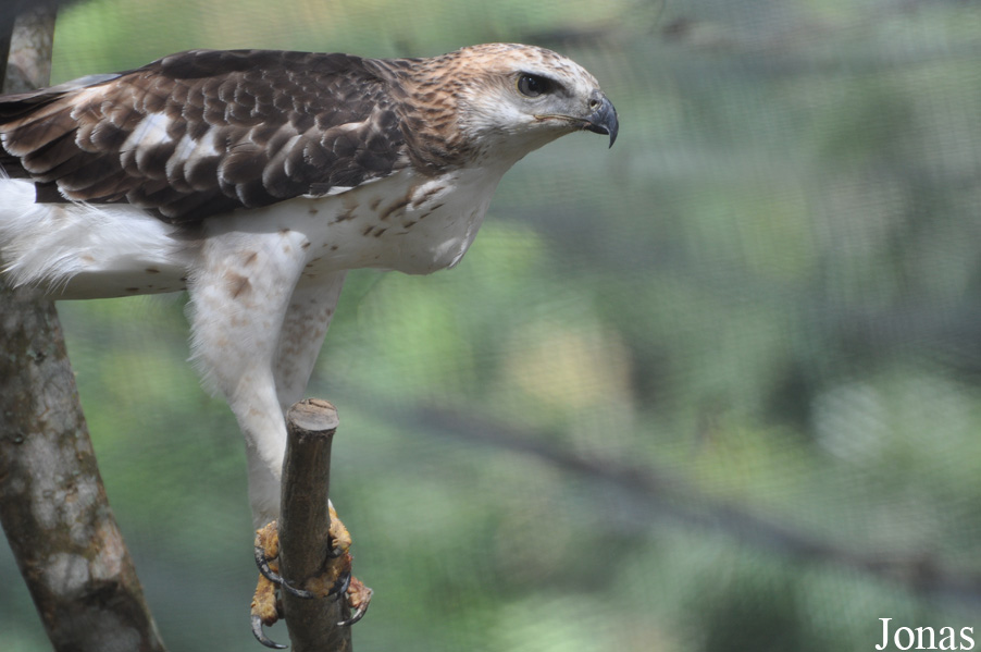 Nisaetus limnaeetus
