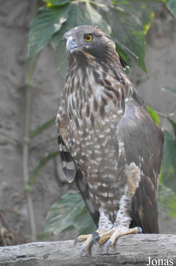 Nisaetus nipalensis