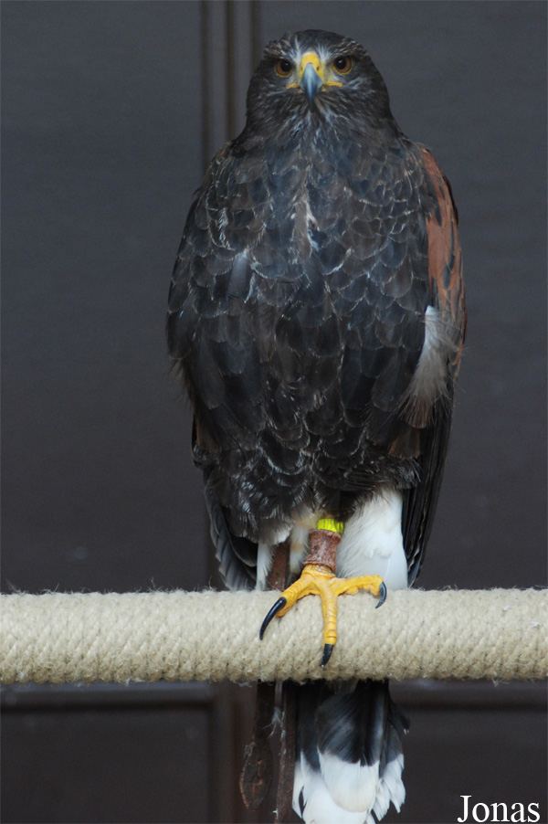 Parabuteo unicinctus