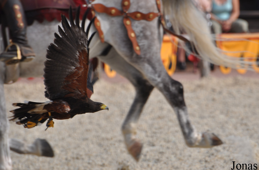 Parabuteo unicinctus