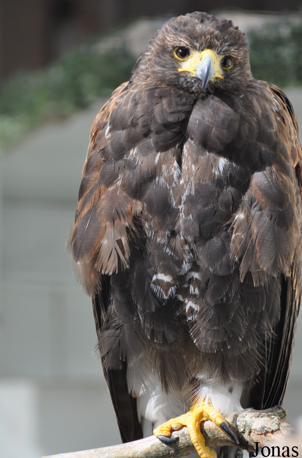 Parabuteo unicinctus
