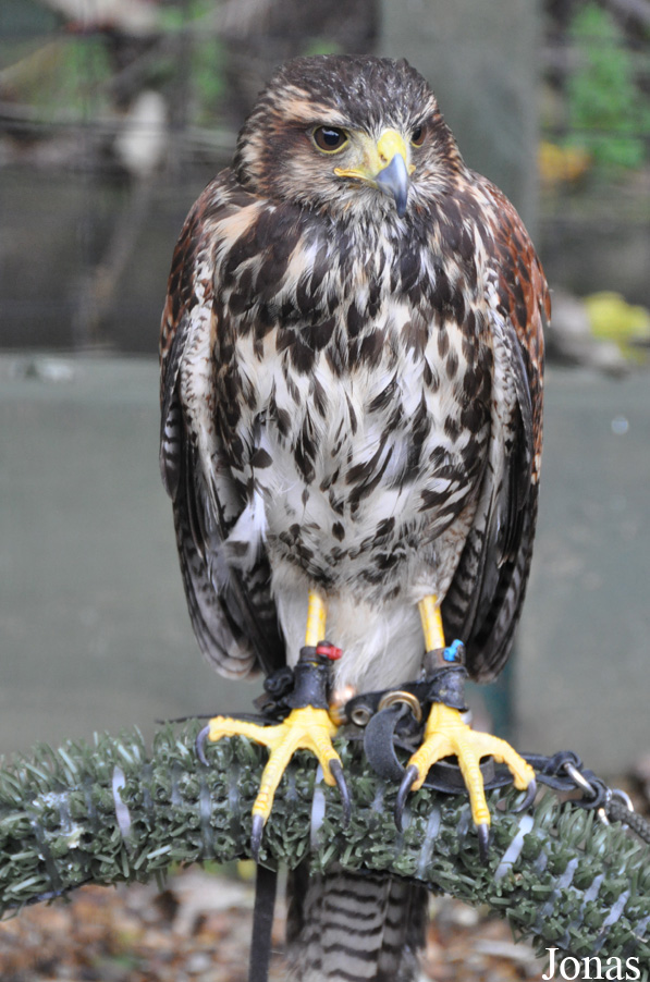 Parabuteo unicinctus