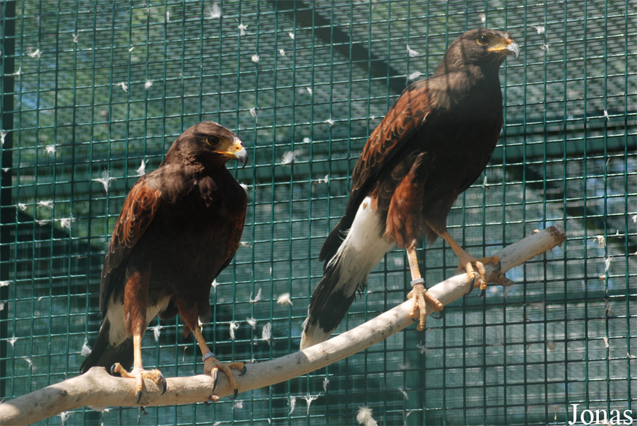 Parabuteo unicinctus
