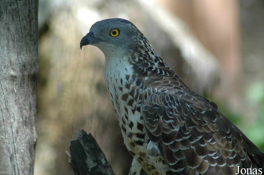 Pernis apivorus