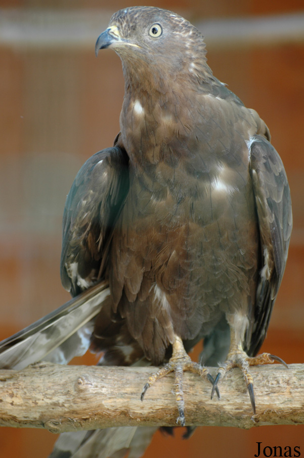 Pernis apivorus