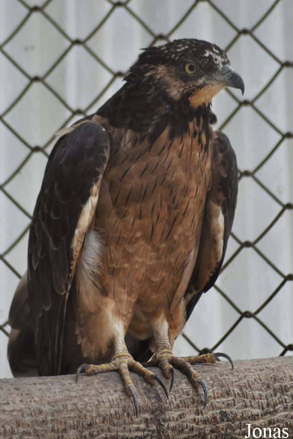 Pernis ptilorhynchus