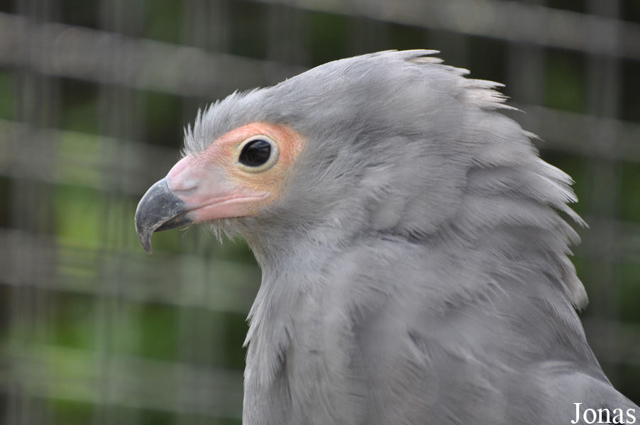 Polyboroides typus
