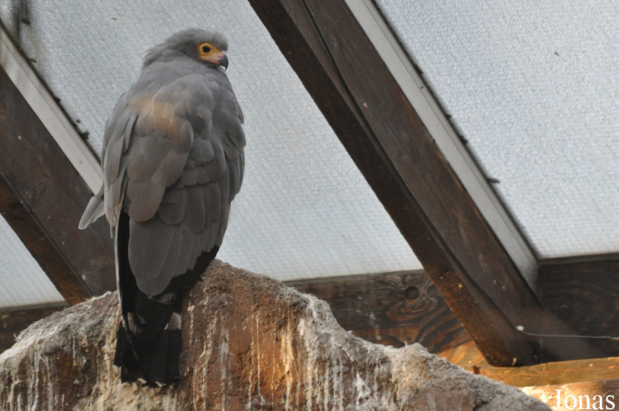 Polyboroides typus
