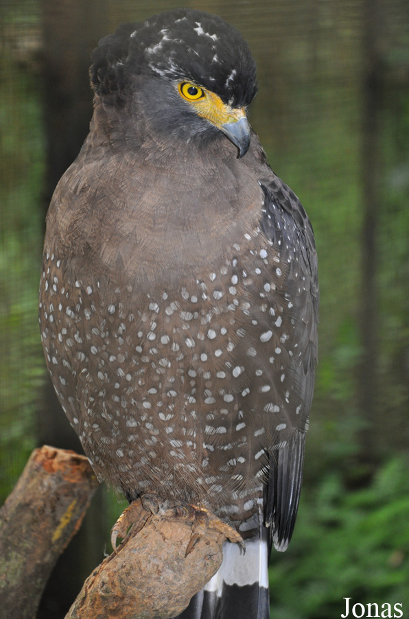 Spilornis cheela