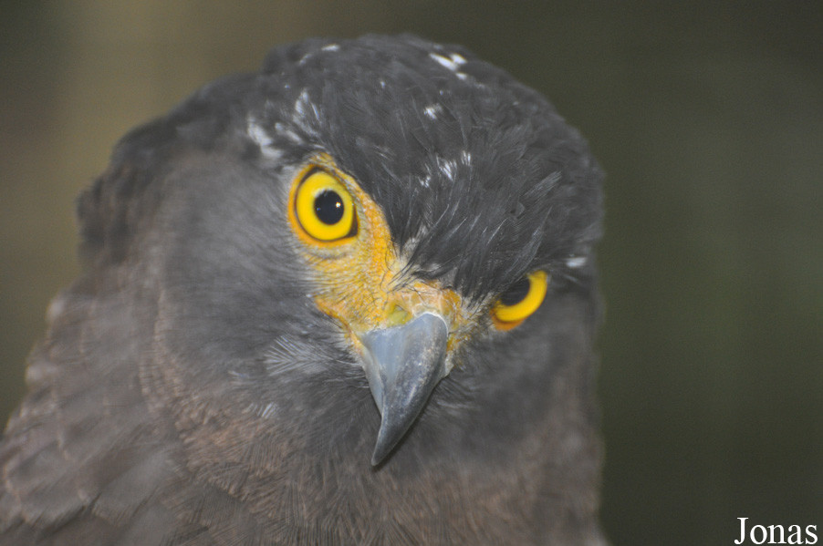Spilornis cheela