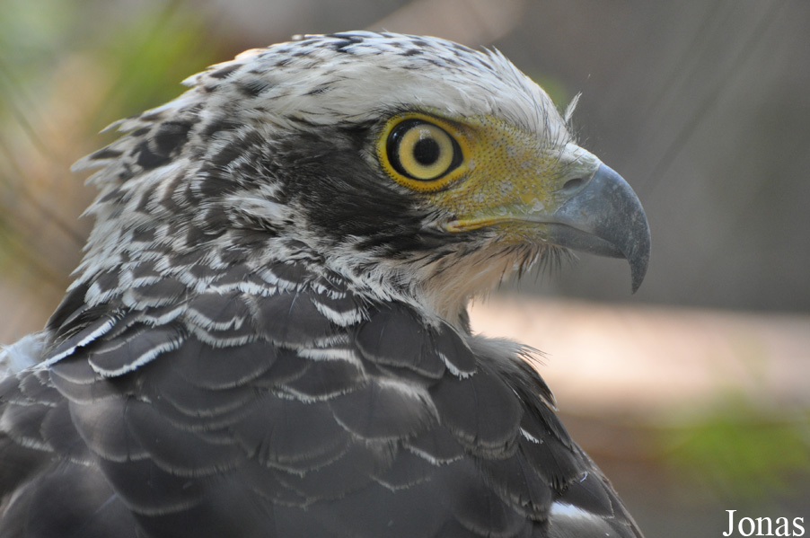 Spilornis cheela