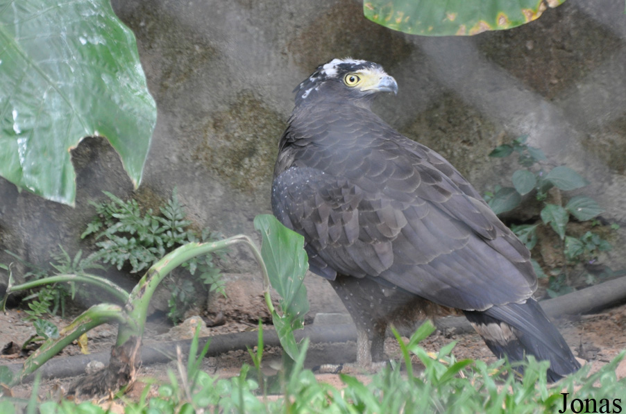 Spilornis cheela