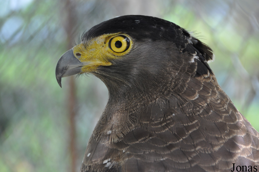 Spilornis cheela