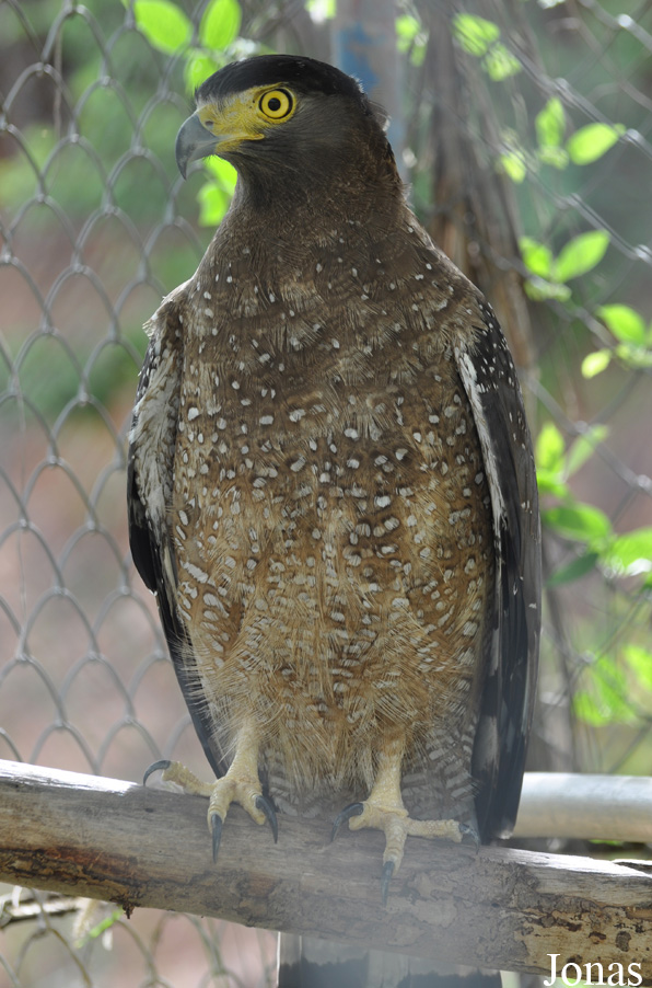 Spilornis cheela