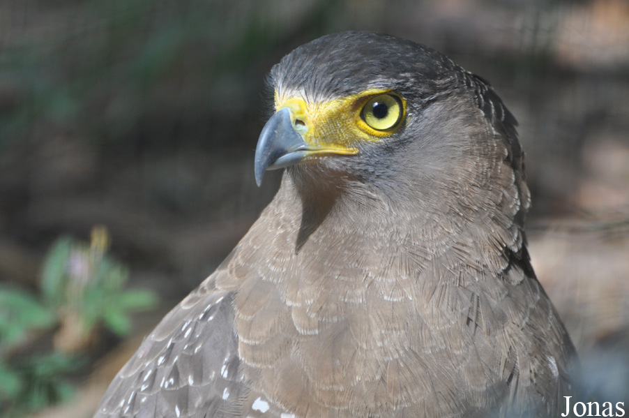 Spilornis cheela