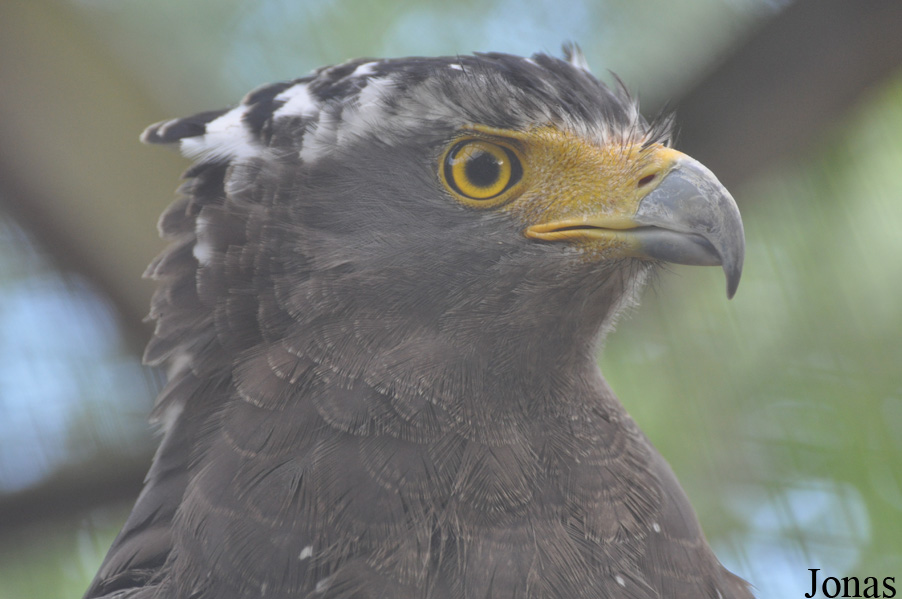 Spilornis cheela
