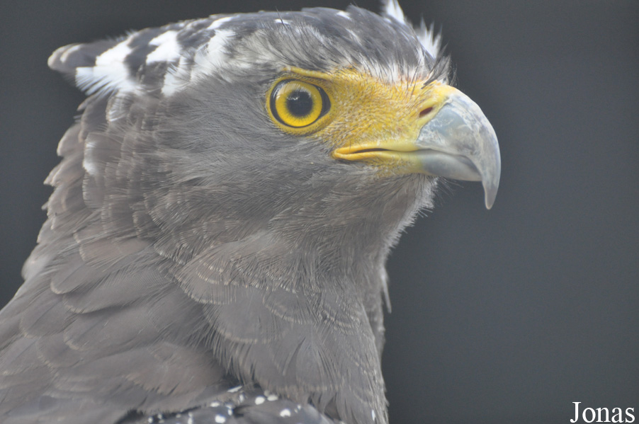 Spilornis cheela