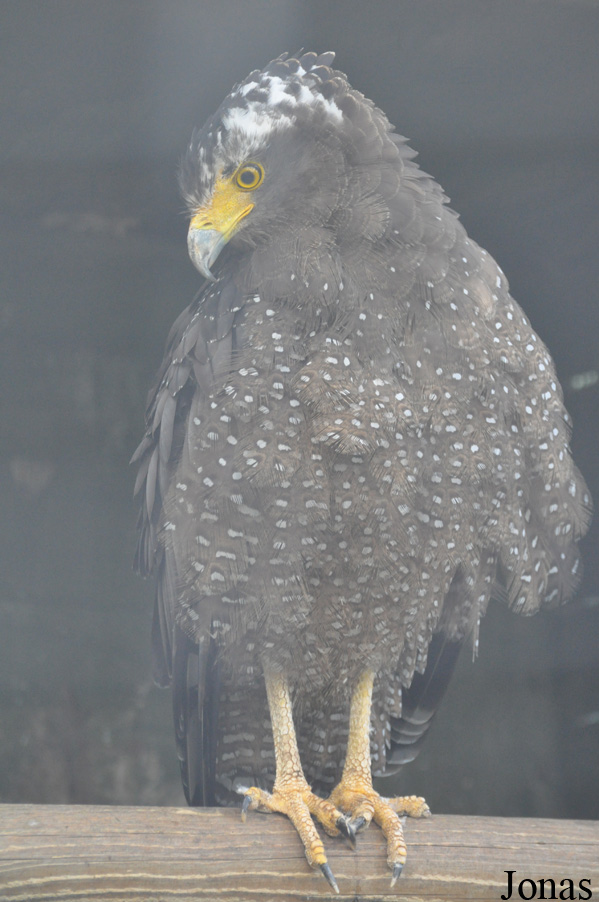 Spilornis cheela