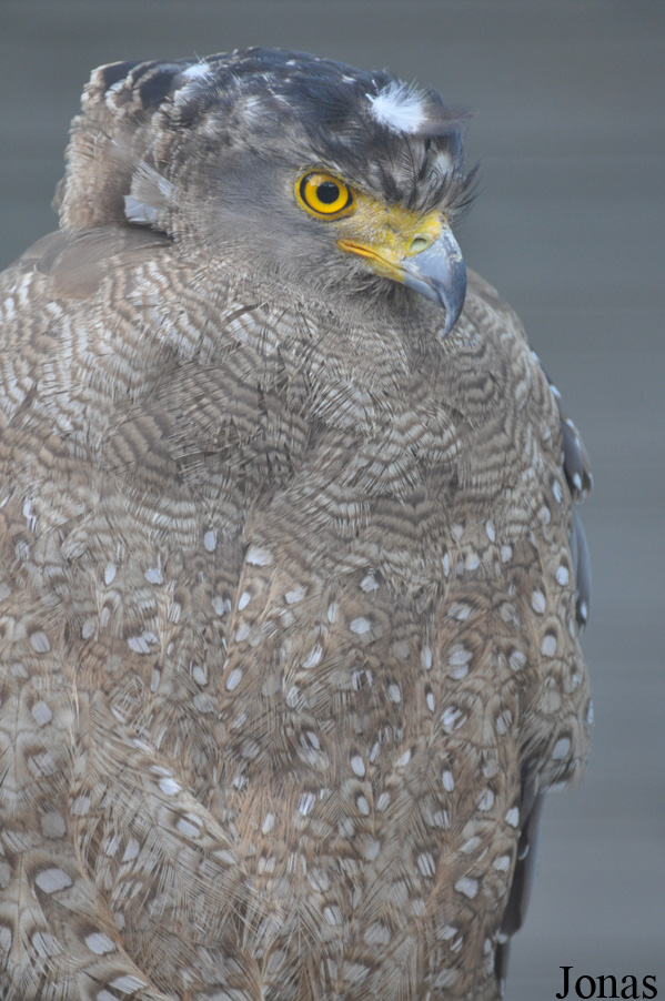 Spilornis cheela