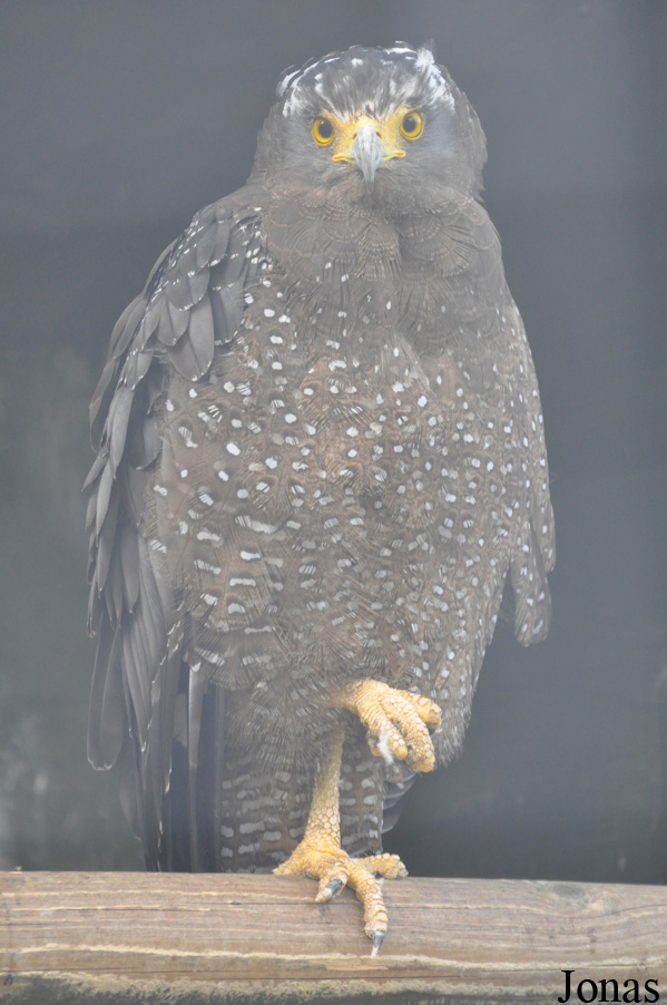 Spilornis cheela