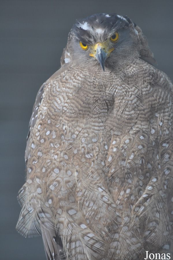 Spilornis cheela