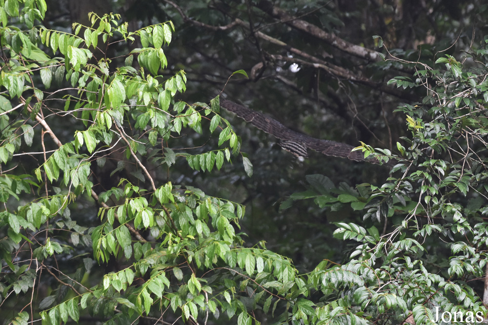 Spizaetus ornatus ornatus / Lac de Petit Saut