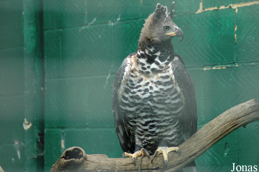 Stephanoaetus coronatus