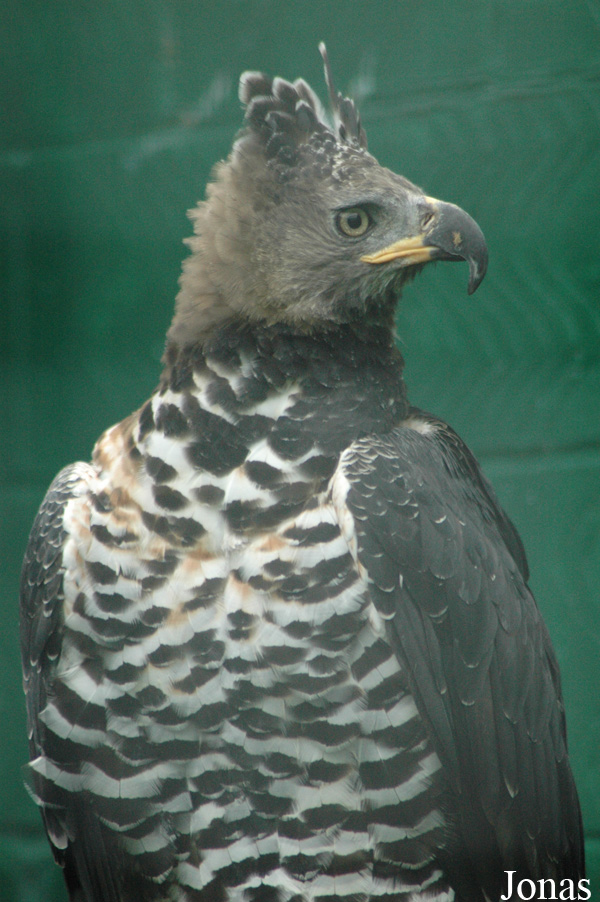 Stephanoaetus coronatus