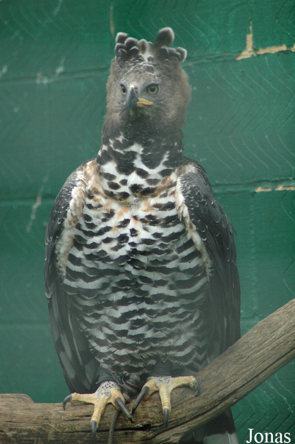Stephanoaetus coronatus