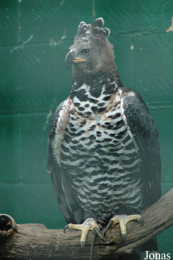 Stephanoaetus coronatus