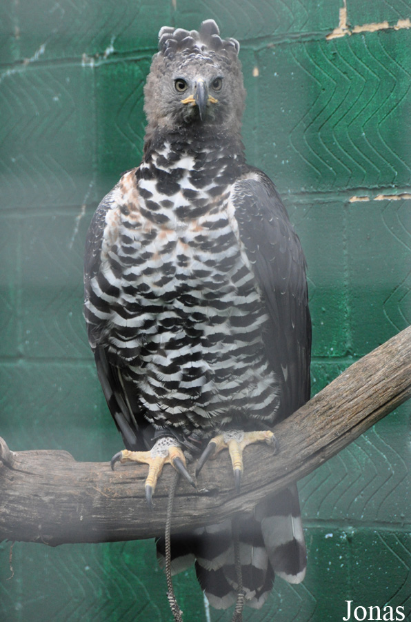 Stephanoaetus coronatus