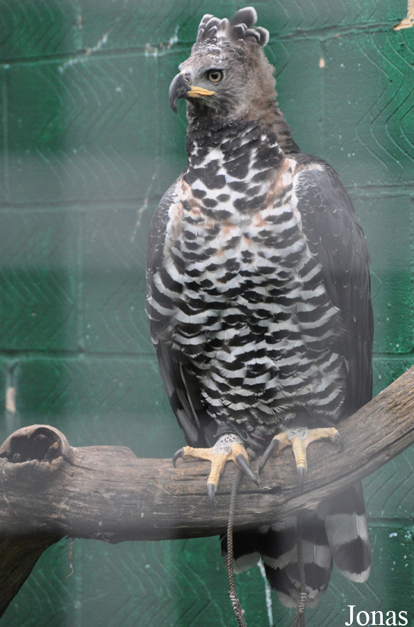 Stephanoaetus coronatus