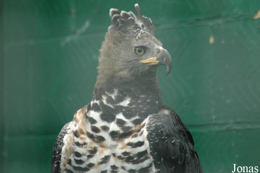 Stephanoaetus coronatus