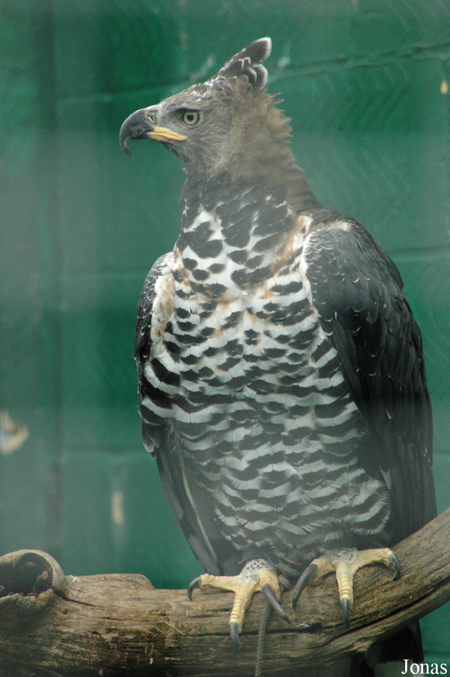 Stephanoaetus coronatus