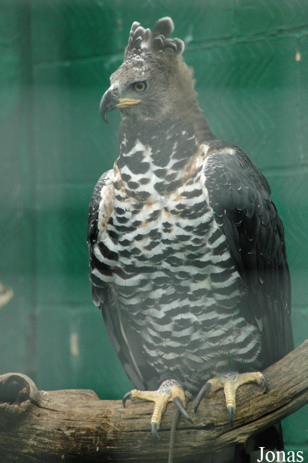 Stephanoaetus coronatus