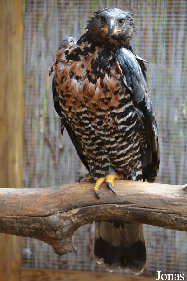 Stephanoaetus coronatus