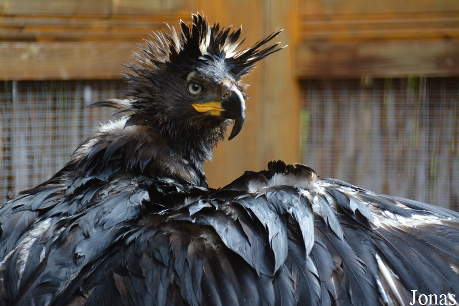 Stephanoaetus coronatus