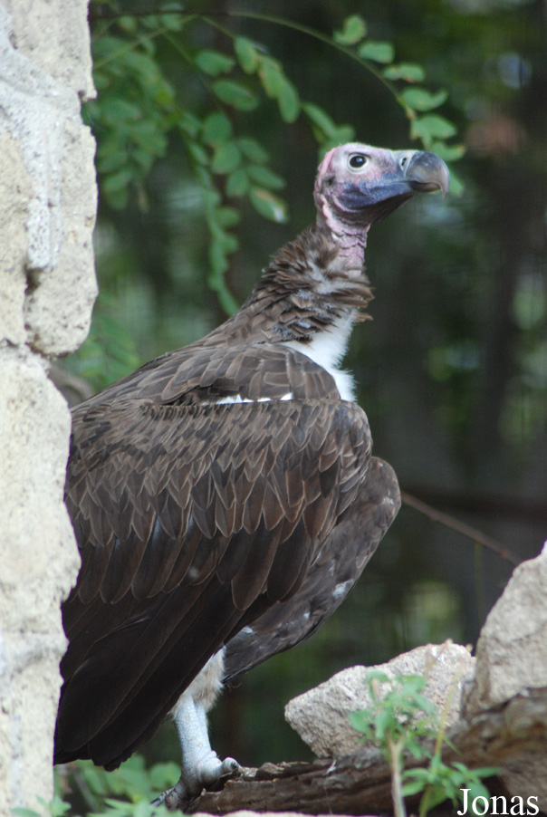 Torgos tracheliotos