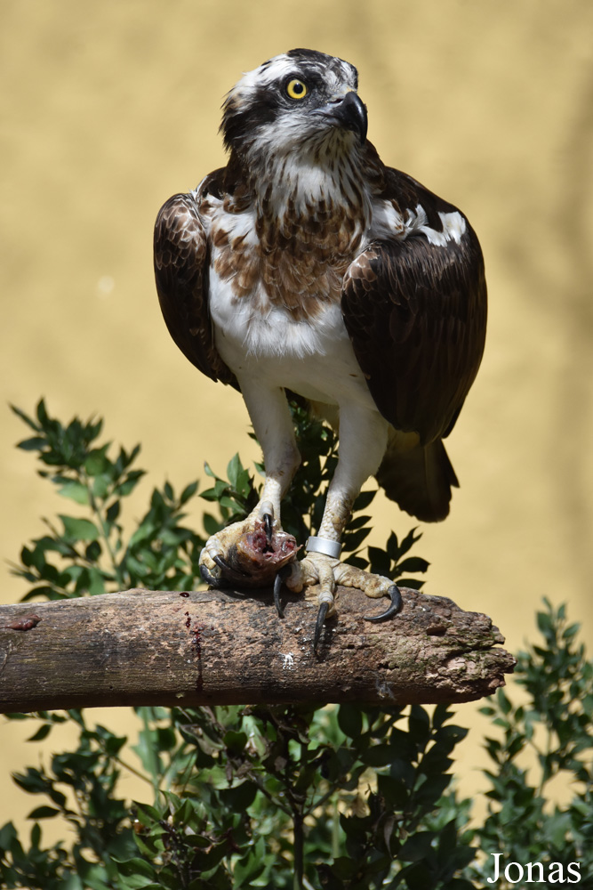 Pandion haliaetus