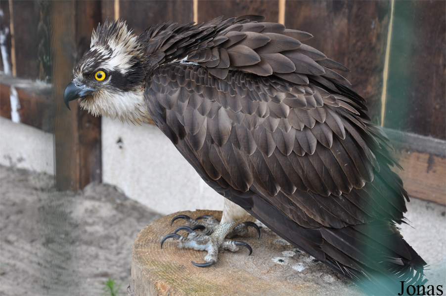 Pandion haliaetus