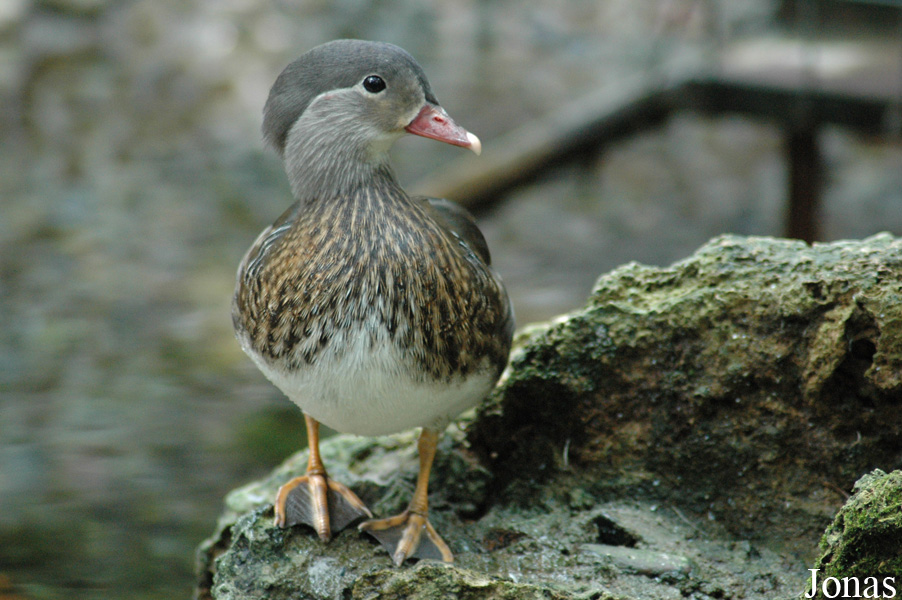 Aix galericulata