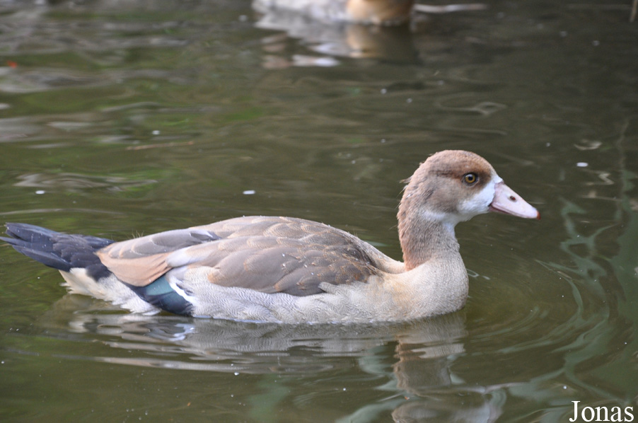 Alopochen aegyptiaca