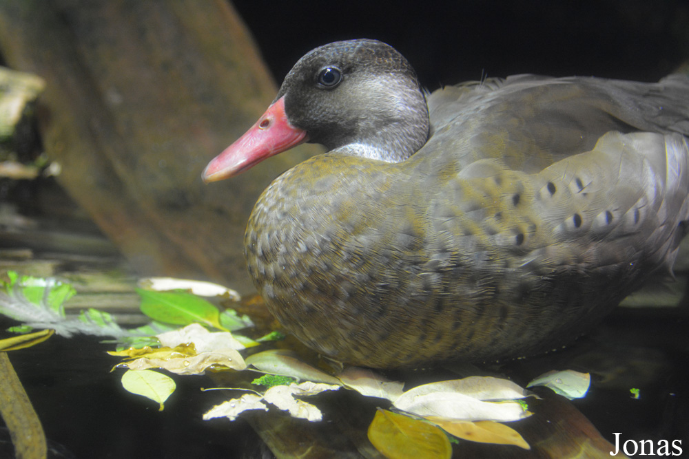 Amazonetta brasiliensis