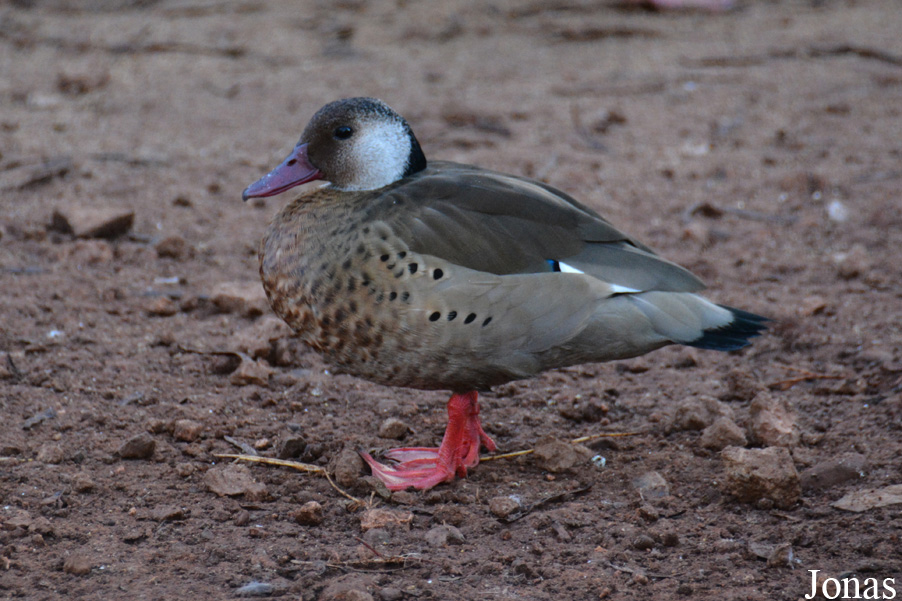 Amazonetta brasiliensis