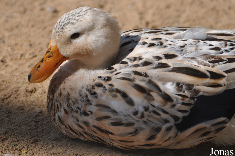 Canard domestique