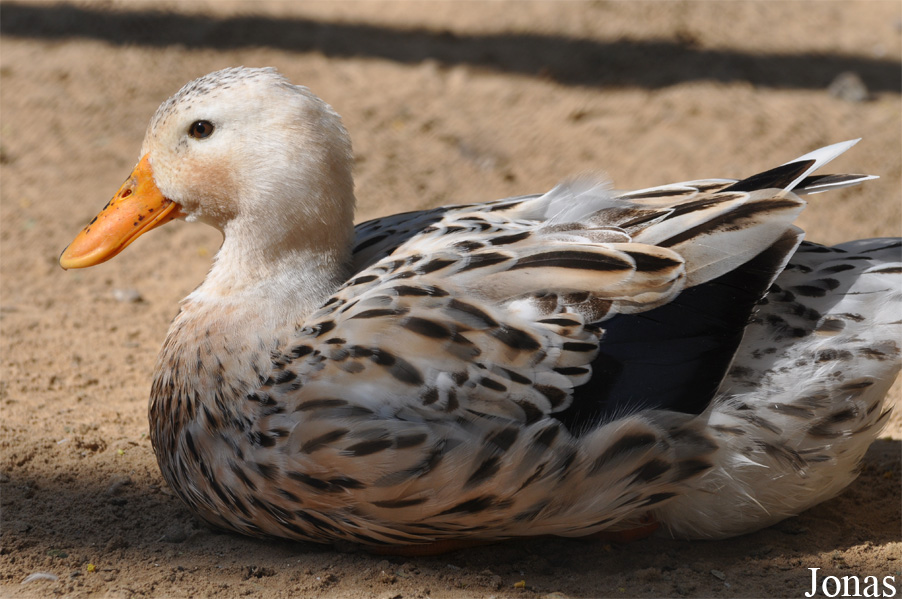 Canard domestique